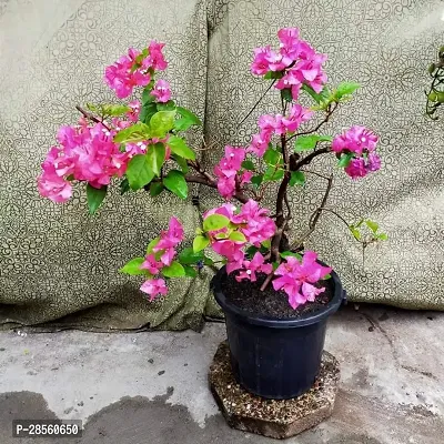 Earth Angels Baugainvillea Plant Bougainvillea Plant Kagaj Flower Live Plant FP48-thumb0