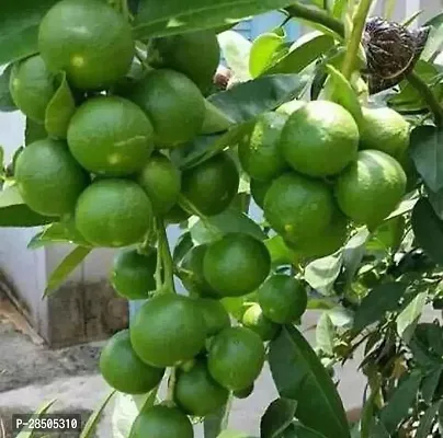 Lemon Plant  Lemon Plant    Cush Lemon Plant-thumb0