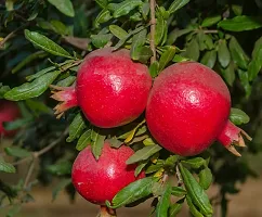 Pomegranate Plant  Bedana Plant kingdom184-thumb1