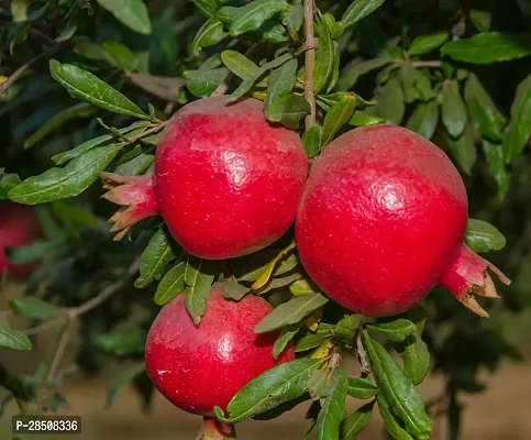 Pomegranate Plant  Bedana Plant kingdom184-thumb2