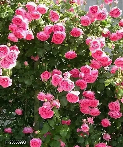 Earth Angels Rose Plant RH 89-thumb0