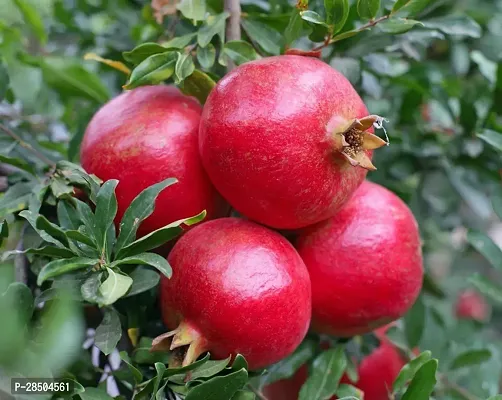 Pomegranate Plant  GET POME-thumb2