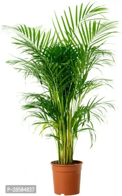 Areca Palm LONG ERICA Plant-thumb0