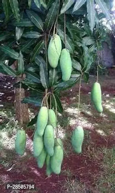 Mango Plant  Banana-thumb3