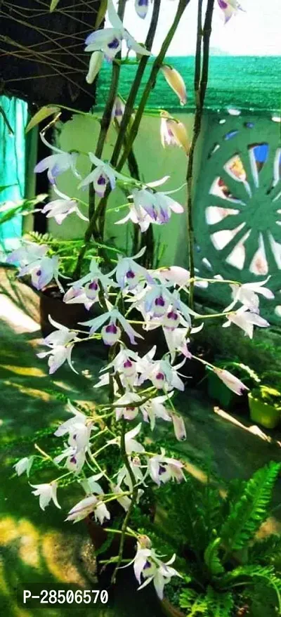 Orchid Plant  Dendrobium transparens