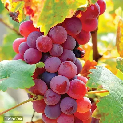 Grapes Plant  Flame Seedless Grape Live Plant