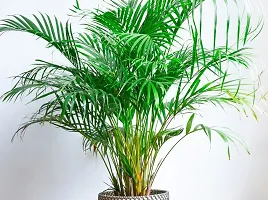 Areca Plam Areca Plam Plant  2-thumb2