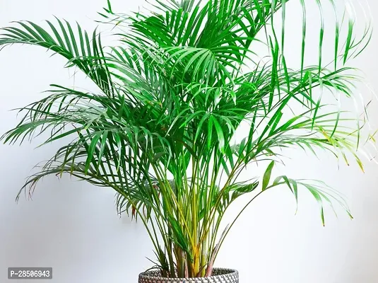 Areca Plam Areca Plam Plant  2-thumb3