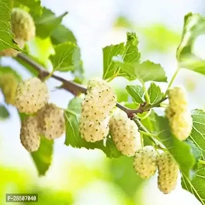 ShahtootMulberry Plant  eco worlds ShahtootMulberry Plant-thumb0