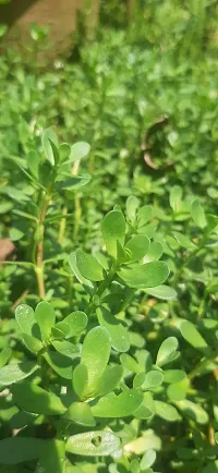 Bacopa Monnieri Bacopa Monnieri-thumb1