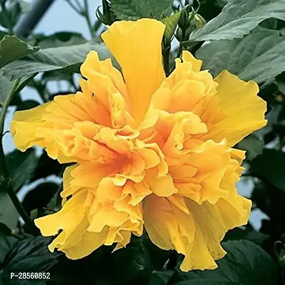 Earth Angels Hibiscus Plant Hibiscus Double Flower Plant-thumb0