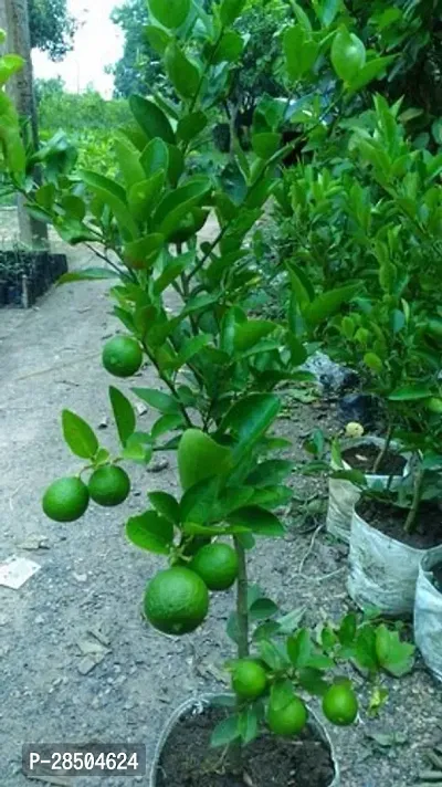 Lemon Plant  Gandharaj Lemon Plant 0lll-thumb0