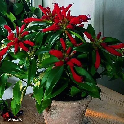 Black Pagoda Lipstick Plant  Lipstick Plant  3