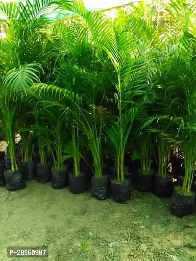 Earth Angels Areca Palm Areca Palm Plant B20-thumb0