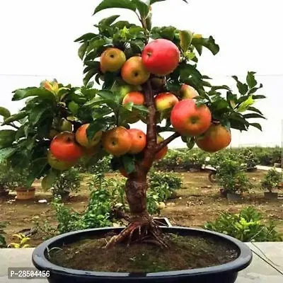 Ficus Bonsai Plant  Hybrid Grafted Candy Crisp Kashmiri Apple Plant  Live Fruit Tree Bonsai for Container Outdoor Garden-thumb0