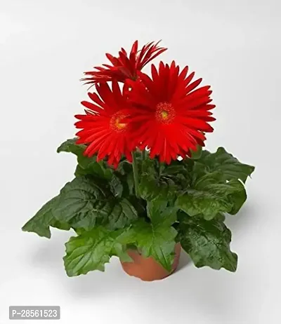 Earth Angels Gerbera Plant GERBERA PLANT-4-thumb0