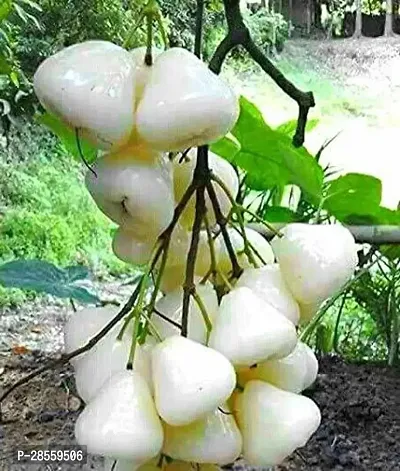 Earth Angels Jamun Plant Saraswati Gardens High Yield Hybrid Fruit Live Plant - Rare Syzygium samarangense White Wax Apple - Dwarf Variety Rare Chamba Fruit Plant 1 Healthy Live Plant With Plastic Bag-thumb0