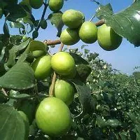 Apple Plant  australian green apple ber-thumb1