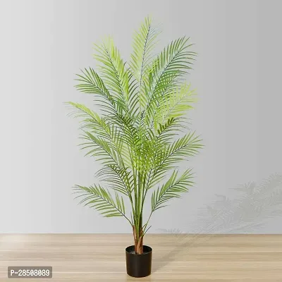 Areca Palm Aricapalm Plant heaven169