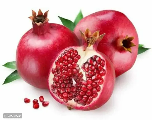 Pomegranate Plant  Bedana Plant  xnewdeb55-thumb3