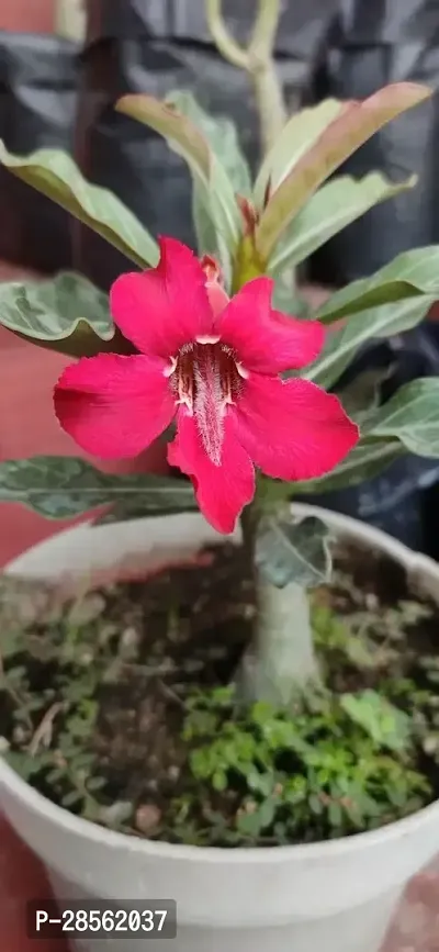 Earth Angels Adenium Plant ADENIUM PLANT AAWW45-thumb0