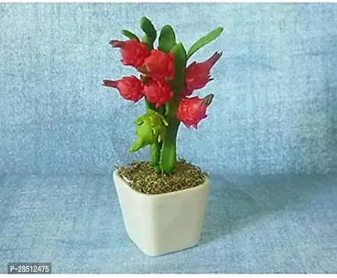 Natural Live Plant for Home Garden-thumb0