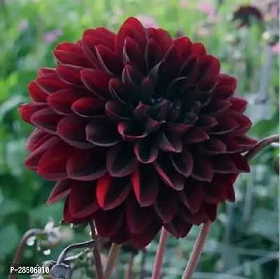 Chrysanthemums Guldavari Plant  Dahlia Live Plant-thumb0