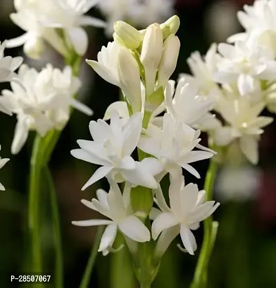 TuberoseRajnigandha Plant  Tuberose  Rajnigandha Ornamental Flower Live Plant-thumb0