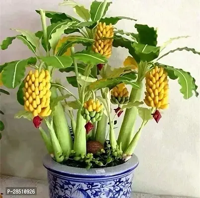 Natural Live Plant for Home Garden-thumb0