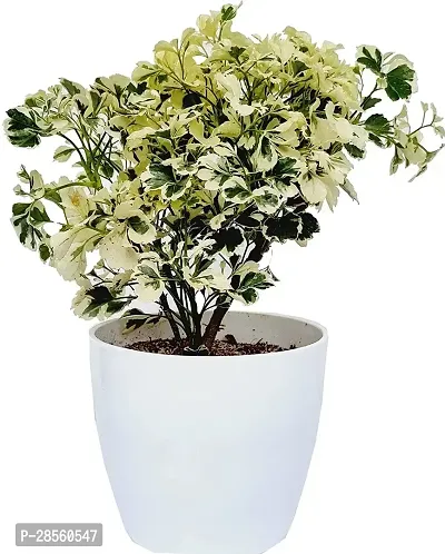 Earth Angels Aralia Plant Variegated Aralia Indoor Plant-thumb0