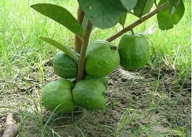 Earth Angels Guava Plant GUAVA PLANT HHJJKK-thumb2