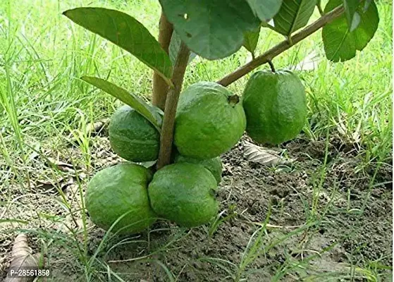 Earth Angels Guava Plant GUAVA PLANT HHJJKK-thumb3