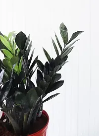 Zamia Zz Jj indoor Plant-thumb2