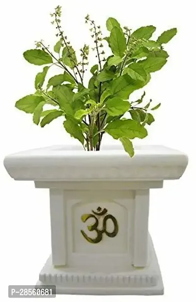 Earth Angels Tulsi Plant GFGH14-thumb0