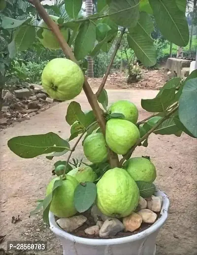 Earth Angels Guava Plant Thai Dwarf Variant Guava Live Plant.Cloud_Farm_v3-thumb0