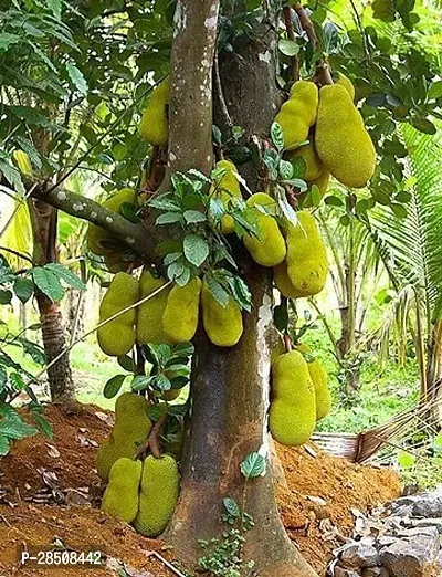 Jackfruit Plant  Kathall Plant kingdom32-thumb0