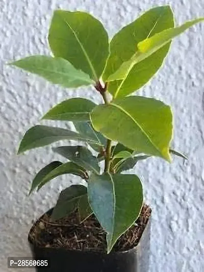 Earth Angels Bay Leaf Plant RS-Ba2-thumb0