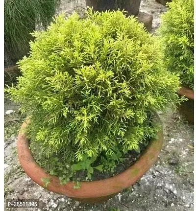 Natural Live Plant for Home Garden-thumb0