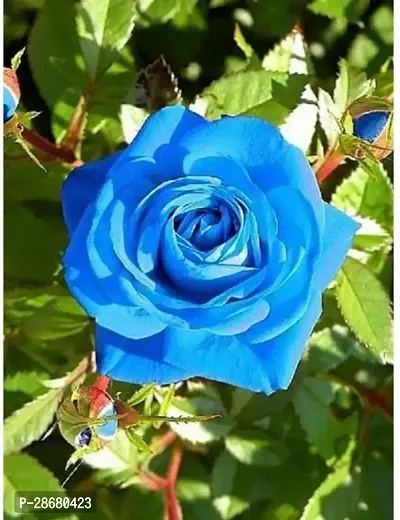 Earth Angels Rose Plant Unique Blue Rose Plant CF50027-thumb0