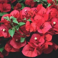 Bougainvillea Plant  Bougainvilla Plant kingdom162-thumb1