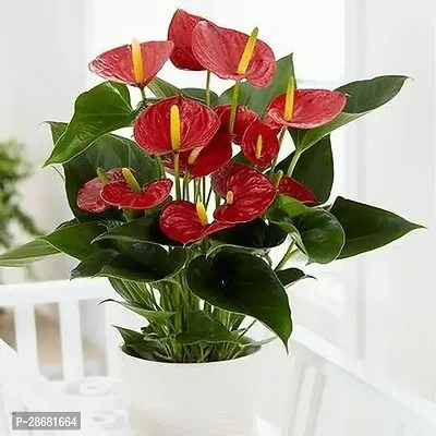 Earth Angels Peace Lily Plant Peace Lily or Spathiphyllum Live Plant Red Color Flower with Secure Packing Indoor Air Purify Plant CF052616-thumb0