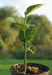 Jack Fruit Plant  Jackfruit KATHAL35-thumb1