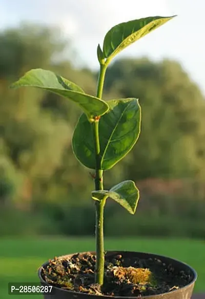 Jack Fruit Plant  Jackfruit KATHAL35-thumb2