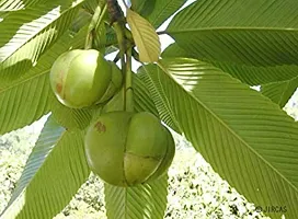 Elephant Creeper Plant  Challta Plant  xnewdeb965-thumb1