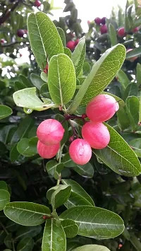 Cherry Fruit Plant  GRAFTED MUANGO INDIAN CHERRY Plant  Karonda Charandas-thumb1