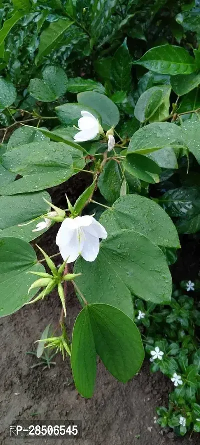 Kanchana Plant  Kanchan flower Plant