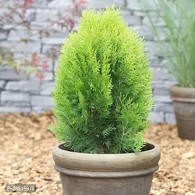 Natural Live Plant for Home Garden-thumb0