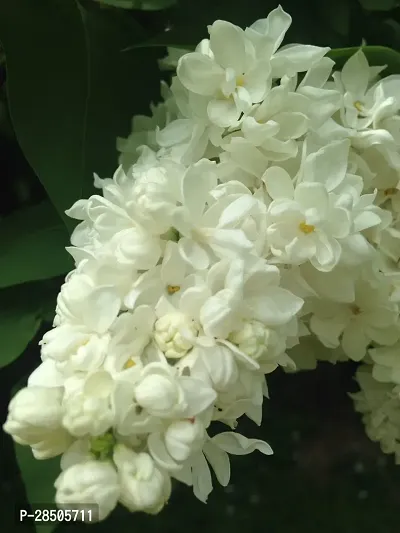 Jasmine Plant  Arabian Jasmine Plant 6 4-thumb0