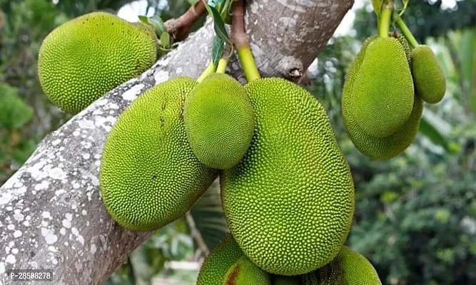 Jackfruit Plant  Kathal Plant kingdom30