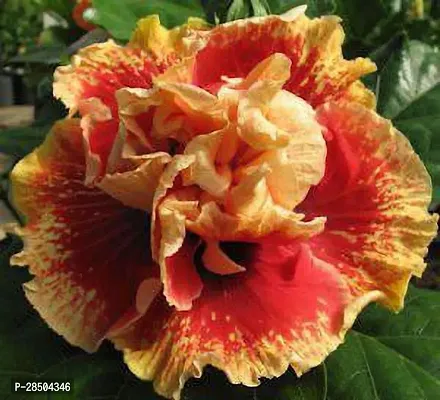 Hibiscus Plant  Rare Varieties Australian Hibiscus Flower Plant   A10-thumb0